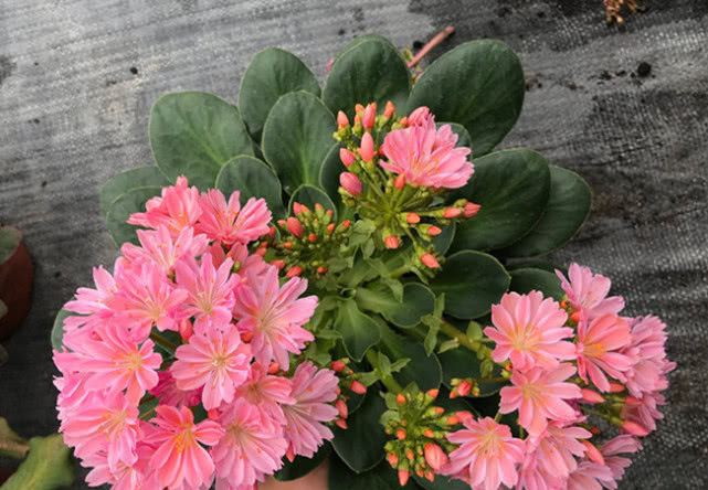 『低矮』欧美很流行的盆栽花,植株低矮花期长,花叶俱美,还很好养!