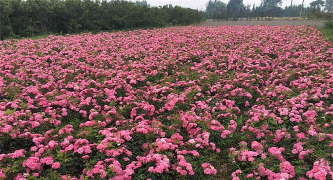  『大全』最全的全世界各种月季花品种大全,附月季花图片
