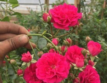  [开花]此花号称“天下第一香”,一年能开150天,少抽两包烟也要养