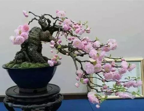 一组悬崖盆景佳作欣赏 可上九天揽月 可下五洋捉鳖