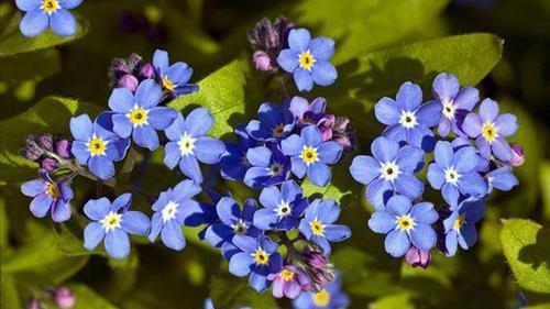 「盆栽」一波花卉:5种好养又好看的盆栽花卉,每一盆开花都是享受