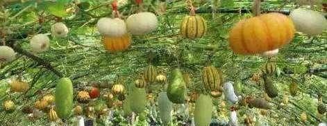  #种类#什么是观赏蔬菜？观赏蔬菜有哪些种类？
