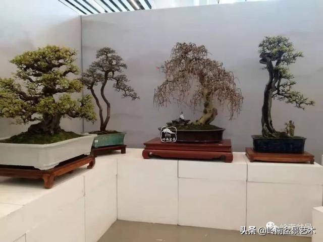  「作品」有年功的盆景，品相好，价值高！
