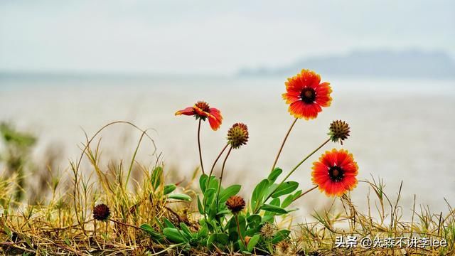 浙江新晋度假胜地，吃海鲜看海景还能喂大黄鱼，距离台州仅2小时