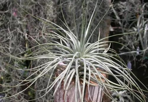  附生植物：植物能“自由”成什么样？教你几种“不要土”的附生植物...