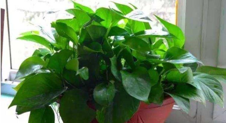 『扦插』最适合春天养的植物,花开一茬又一茬,开花多又漂亮!