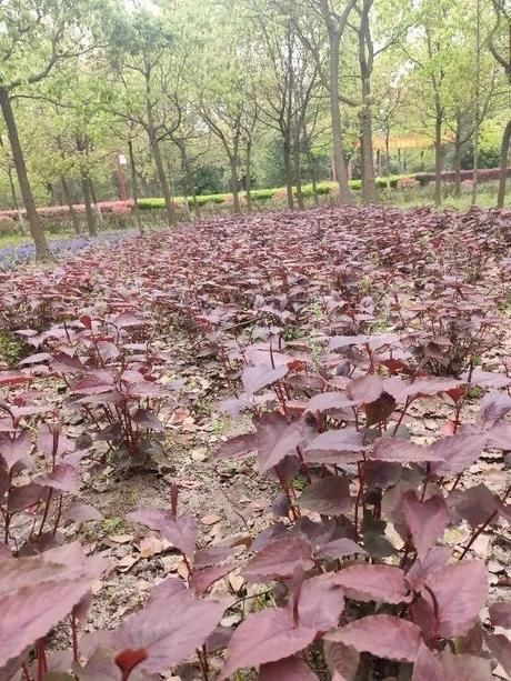  林下■正是林下好风景，花开时节云赏花