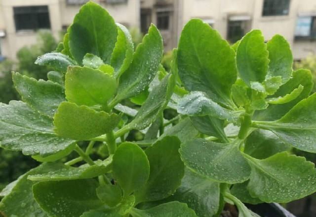 『剪掉』养长寿花用这两个小技巧，开花一团团，枝繁叶茂花儿多