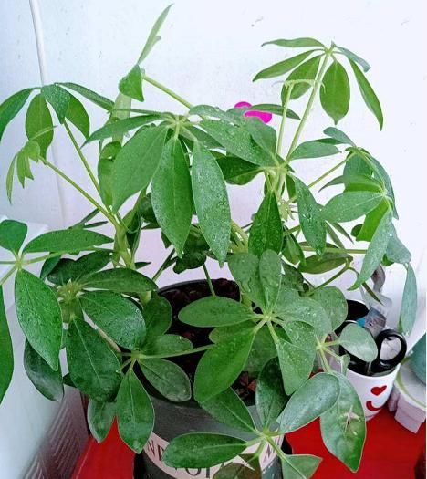  『黄边』花盆里有小黑飞，5个小办法，就能彻底消灭！