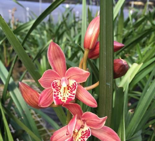  #小院#家有小院，养这几款花，开花勤爱爆盆，枝繁叶茂，全年花开如春