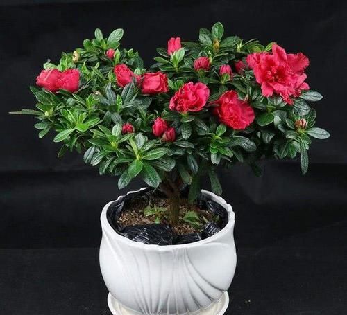  杜鹃花■杜鹃花开花量大，花朵艳丽，杜鹃花如何养护？