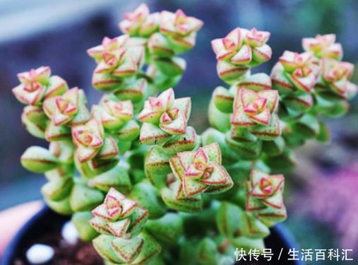 #技巧#多肉“休眠期”养护指南，学会4个度夏技巧，才能保证高枕无忧