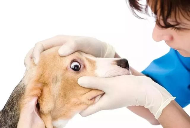 “摸完猫狗必须洗手”到底是朋友圈谣言，还是真的？