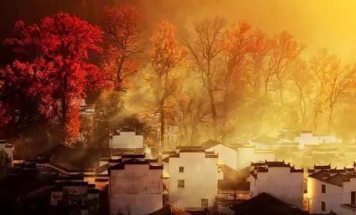 驿道古枫，世外桃源！婺源的秋天才真的是美哭了