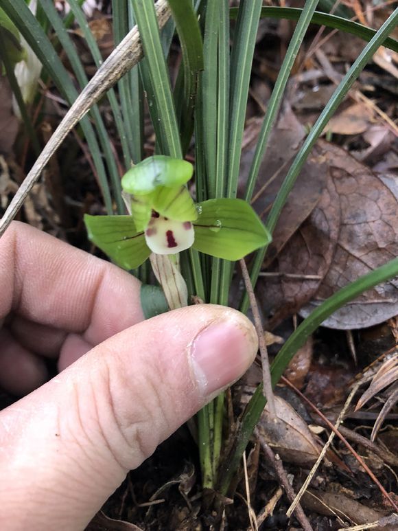 农民上山挖几株兰花，一株春兰要价5000，开花很像大富贵