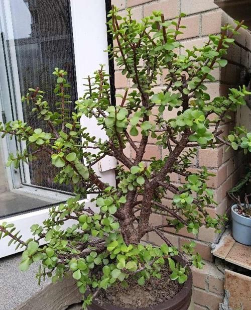  鸿运当头：10种招财花，越养越气派，家里有一盆好运连连！