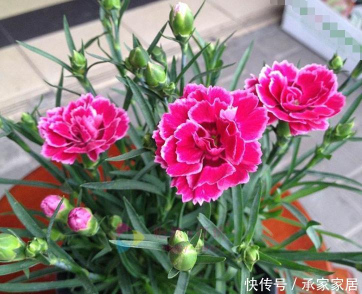  春天@春天就养“4种花”，越晒越开花，一开就是200天，拦都拦不住！