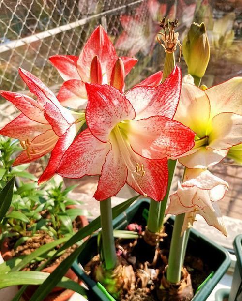  『绣球』此款花卉，四季花开不断，花开艳丽夺目，花朵似绣球，枝繁叶茂
