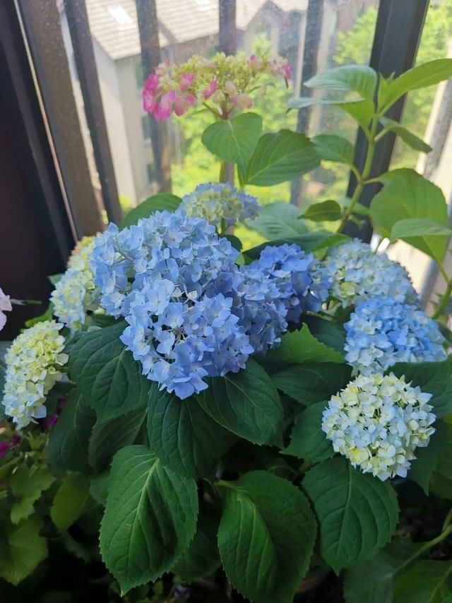 「球老师爱吃薄荷冰淇」封闭阳台养花,防盗窗有大用,1平米也能变花园!