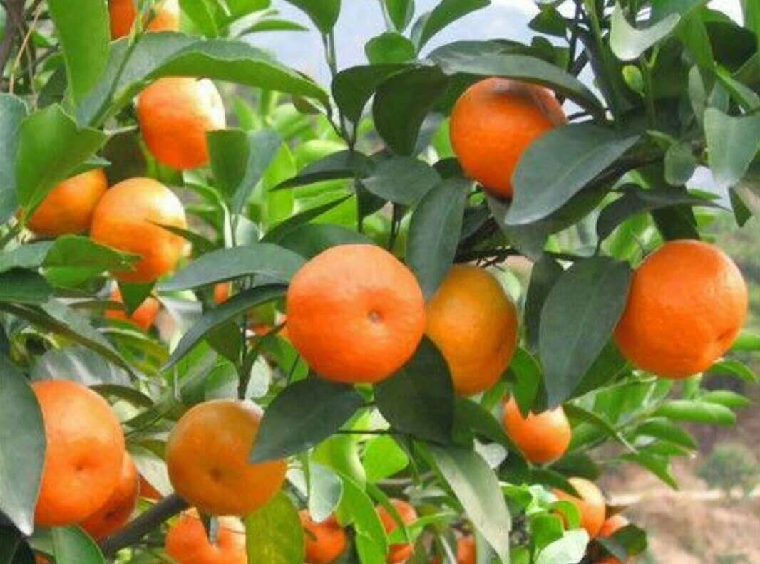 柑橘种植，今年“如此惨败”，未来果农该如何发展？