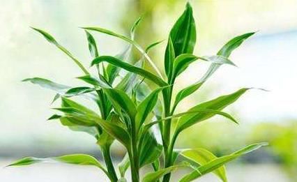  「即可」富贵竹也能开花？很多人没见过，满足“3个条件”即可，花开富贵