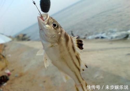 「黑色」这鱼沿海地区叫它“花身鸡鱼”体侧有3条成弓状的黑色纵带