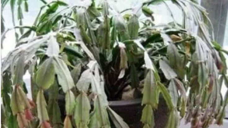  度夏|夏天休眠的花,教你做好“4个要点”,不黄叶、不烂根,轻松度夏
