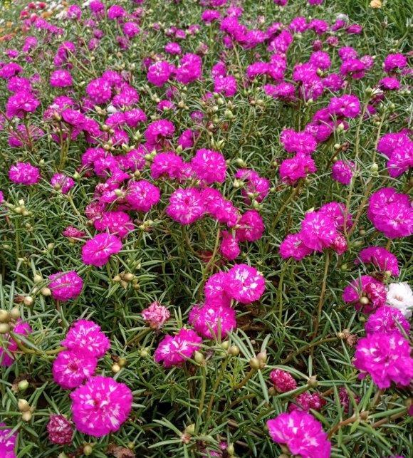  『花点』大爱太阳花，号称“养不死”，稍微花点小心思，阳台都开爆了