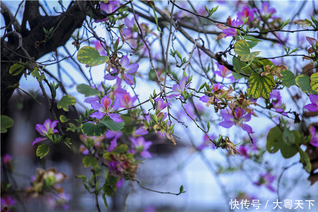 佛山南丹山宫粉紫荆绽放，满树和娇烂漫红，万枝丹彩灼春融