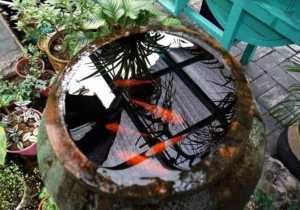 养鱼水|家里的这些花浇水要正确,学会这几招,不怕再把花浇死!