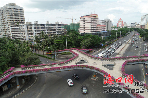 扮靓椰城 海口新港天桥三角梅盆栽竞相绽放