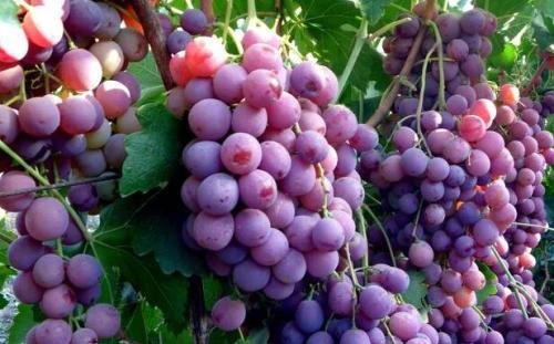 皇家秋天葡萄有哪些特点，皇家秋天葡萄品种适宜在哪里种植
