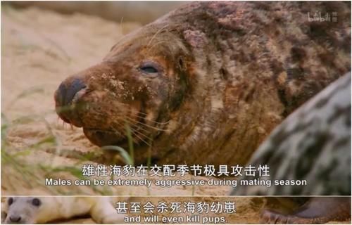 「小豹猫」啊啊啊不行了我被这部「猛男必看」萌化了
