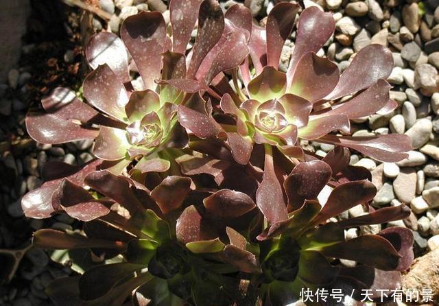  「法师」叶片黑润有光泽，黑法师作为多肉的惊艳品种，养护自然不普通