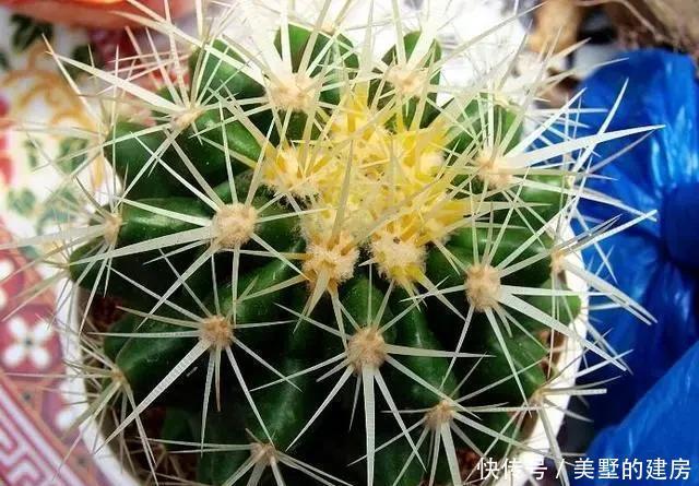  适合|5种花，真心不适合养“屋里”，喜欢可以养室外，更好