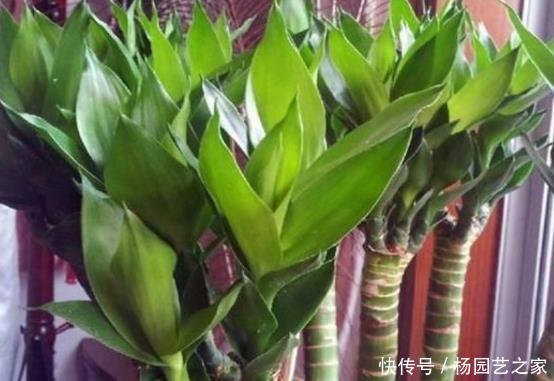  喜欢@“懂花人”就喜欢养“这3种花”，招财又旺运，养多年都没问题