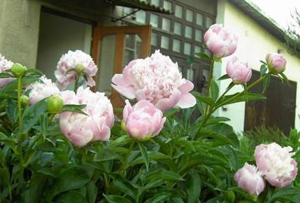 『区别』牡丹花和芍药花的区别在哪里?如何区分?