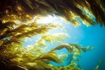 好品荟|那些年的食盐谣言,你信了几个?