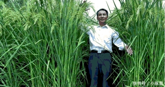 巨型水稻的诞生, 为什么却引来了那么多的担忧?
