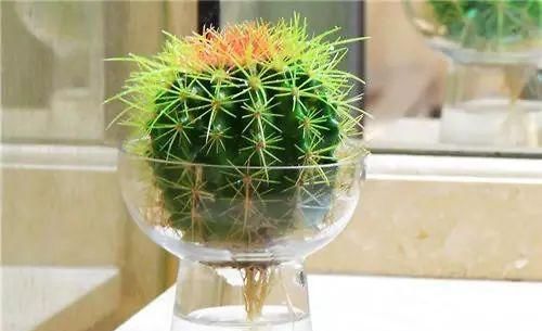 「枝条」多肉植物居然还能水培？？当然这些前提还是有的