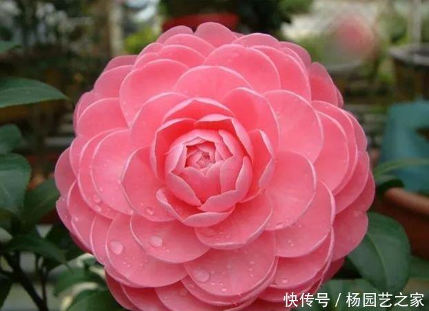  花色■四种花常年开花易爆盆，花开美观又大气，花色艳丽灿烂无双