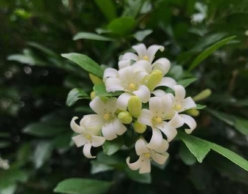  小妙：九里香僵苗不长，叶子枯黄掉落怎么办？几个小妙招，开花飘香九里