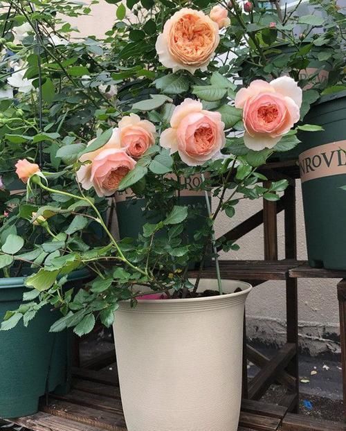 玫瑰@阳台盆栽选浪漫宝贝,一树多色花,漂亮不输玫瑰,四季开花