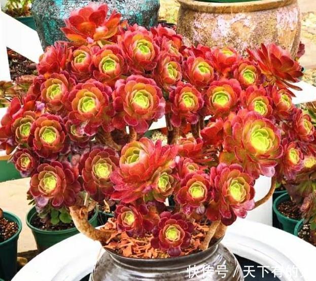  丽姐|丽姐说花卉：多肉植物容易掉叶子怎么回事？