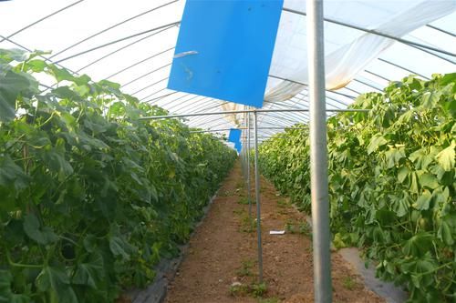  「确保」农民拿400万投身农业，种植特色作物，一年四季确保有收