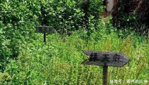 农民发财的新门路！人工种植一斤能卖60元，野生的几乎绝迹！
