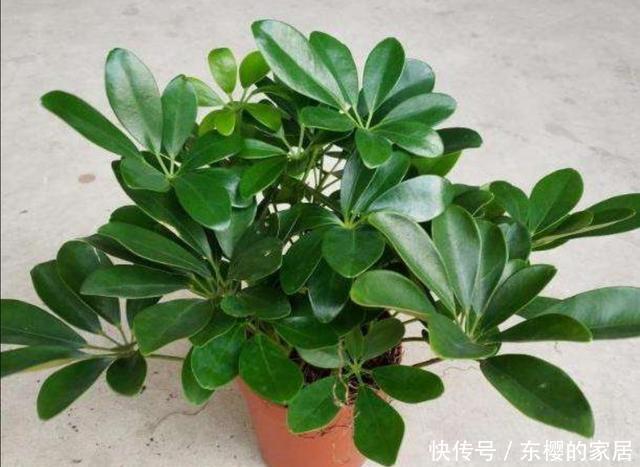  扦插|家中养鹅掌柴，注意几个细节，叶子浓绿，长得旺