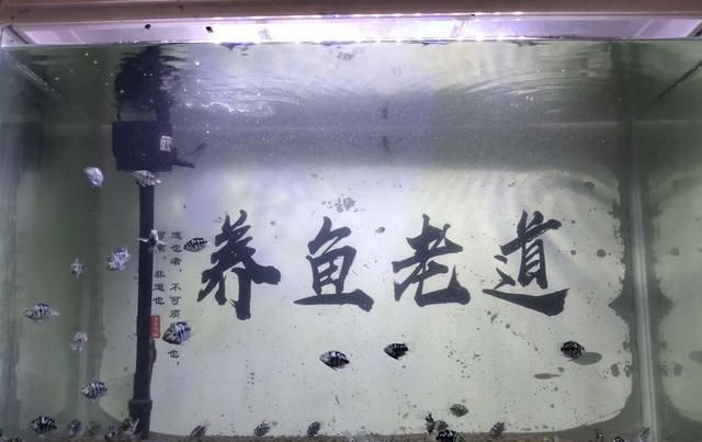  『滤棉』谁能消除掉鱼缸的有机物，谁就能控制住鱼缸水质，不管什么形式