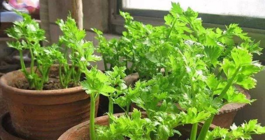 【蔬菜】“5种蔬菜”养阳台,长得快,结果多,不用出门买,随吃随摘!