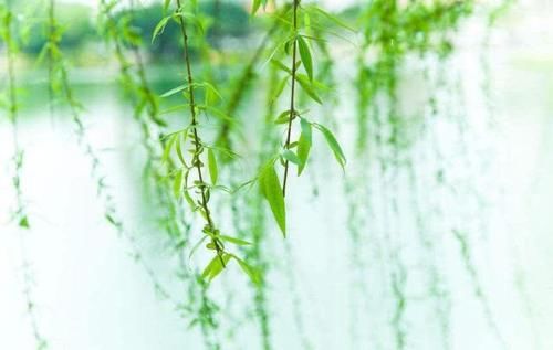  『植物』为什么有人把花朵形容为植物的“面容”它们有什么不一样的呢？